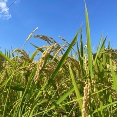 令和7年新米元気つくしの画像