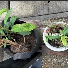 (受け渡し者決定)土とプランターあげますの画像