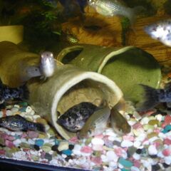 【未使用6個セット】熱帯魚シェルター【手作り焼き物】の画像