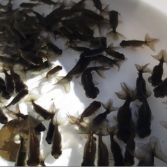 超お得‼️水泡眼のみ金魚すくいの画像