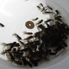 超お得‼️水泡眼のみ金魚すくいの画像