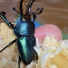 パプアキンイロクワガタの画像