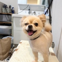 出張トリミングの画像