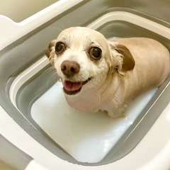 出張トリミングの画像