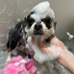 出張トリミングの画像