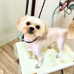 出張トリミングの画像