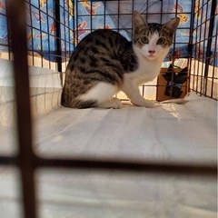 家族にしてください