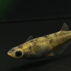 【メダカ】和墨錆虎　1ペア⑤🐟　めだかの画像