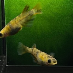 【メダカ】和墨錆虎　1ペア⑤🐟　めだかの画像