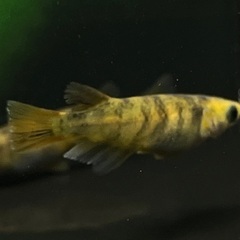 【メダカ】和墨錆虎　1ペア⑤🐟　めだかの画像
