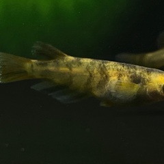 【メダカ】和墨錆虎　1ペア⑤🐟　めだかの画像