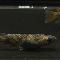 【メダカ】和墨錆虎　1ペア⑥🐟　めだかの画像
