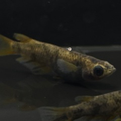 【メダカ】和墨錆虎　1ペア⑥🐟　めだかの画像