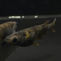 【メダカ】和墨錆虎　1ペア⑥🐟　めだかの画像