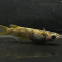 【メダカ】和墨錆虎　1ペア⑥🐟　めだかの画像