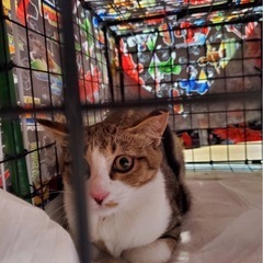 里親になってください