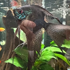 熱帯魚エンゼル親2匹の画像