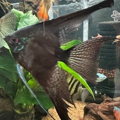 熱帯魚エンゼル親2匹の画像