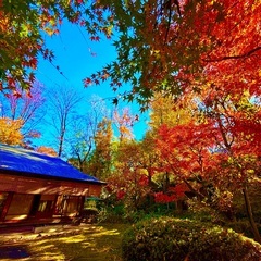 【11/24(祝)】季節の和菓子付きお茶室ヨガ【紅葉見頃】の画像