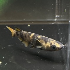 【メダカ】茶虎　1ペア🐟　めだかの画像