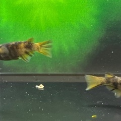 【メダカ】茶虎　1ペア🐟　めだかの画像