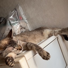 シャムっぽい女の子