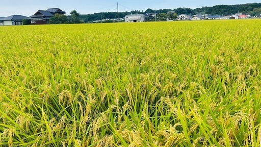 令和7年度産　新米（玄米）　元気つくし　３０キロ　福岡県産　　　
