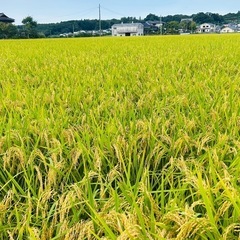 令和7年度産　新米（玄米）　元気つくし　３０キロ　福岡県産　　　の画像