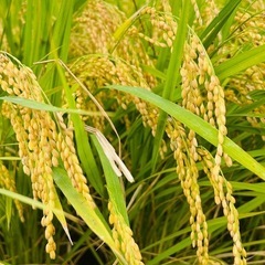 令和7年度産　新米（玄米）　元気つくし　３０キロ　福岡県産　　　の画像