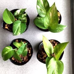 <<NEW>>【観葉植物】エピプレムヌム属『ゴールデンポトス』（PTS100）の画像