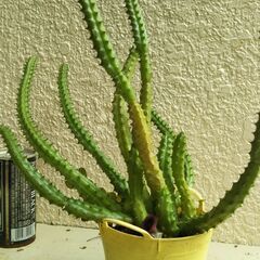 黄蛾角の画像