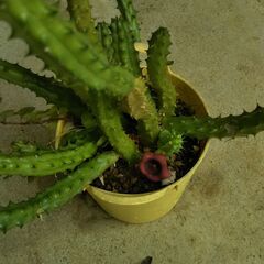 黄蛾角の画像