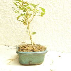 ミニ盆栽ゲッキツの画像