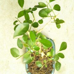 ミニ盆栽ゲッキツの画像