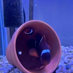 海水魚水槽の画像