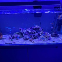海水魚水槽の画像