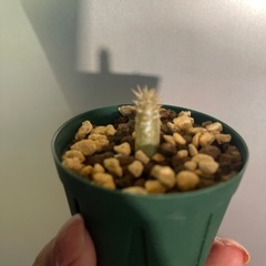 お取引中　エブレネウム　植物の画像