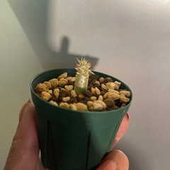 お取引中　エブレネウム　植物の画像