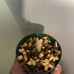 お取引中　エブレネウム　植物の画像