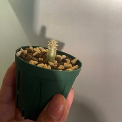 お取引中　エブレネウム　植物の画像