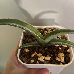 アガベ
の画像