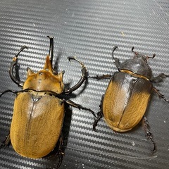 エレファスゾウカブト　成虫ペアの画像