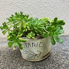 🌼セダム モリムラマンネングサの画像