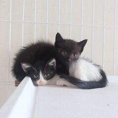 生後１ヶ月半、なかよし姉妹