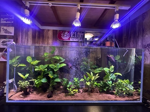 ADA 1200水槽  熱帯魚