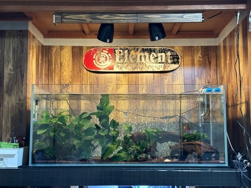 ADA 1200水槽  熱帯魚 
