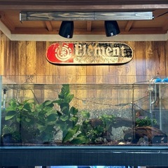 ADA 1200水槽  熱帯魚 
の画像