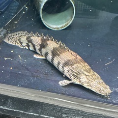  熱帯魚ポリプテルス各種売ります！3000円〜詳細は説明欄へ 水槽の画像