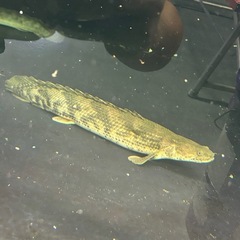  熱帯魚ポリプテルス各種売ります！3000円〜詳細は説明欄へ 水槽の画像