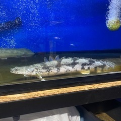  熱帯魚ポリプテルス各種売ります！3000円〜詳細は説明欄へ 水槽の画像